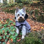 Pet-Sitter-promeneur-chien-garde-animaux-pension-chien-Buddy-maelle-Blonay-Vevey-Riviéra-OhDog Pet-Sitter-promeneur-chien-garde-animaux-pension-chien-Buddy-maelle-Blonay-Vevey-Riviéra-OhDog