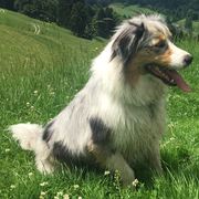 Pet-Sitter-promeneur-chien-garde-animaux-pension-chien-Charlie-maelle-Blonay-Vevey-Riviéra-OhDog Votre pet sitter à Blonay, Vevey, Riviéra. Promenade, garde et pension pour chiens. Oh Dog