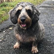 Pet-Sitter-promeneur-chien-garde-animaux-pension-chien-Max-maelle-Blonay-Vevey-Riviéra-OhDog Pet-Sitter-promeneur-chien-garde-animaux-pension-chien-Max-maelle-Blonay-Vevey-Riviéra-OhDog