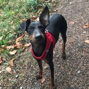 Pet-Sitter-promeneur-chien-garde-animaux-pension-chien-Daisy-maelle-Blonay-Vevey-Riviéra-OhDog Pet-Sitter-promeneur-chien-garde-animaux-pension-chien-Daisy-maelle-Blonay-Vevey-Riviéra-OhDog