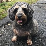 Pet-Sitter-promeneur-chien-garde-animaux-pension-chien-Max-maelle-Blonay-Vevey-Riviéra-OhDog Pet-Sitter-promeneur-chien-garde-animaux-pension-chien-Max-maelle-Blonay-Vevey-Riviéra-OhDog