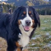 ohdog-chien-bouvier-bernois-Laeti ohdog portrait chien bouvier bernois